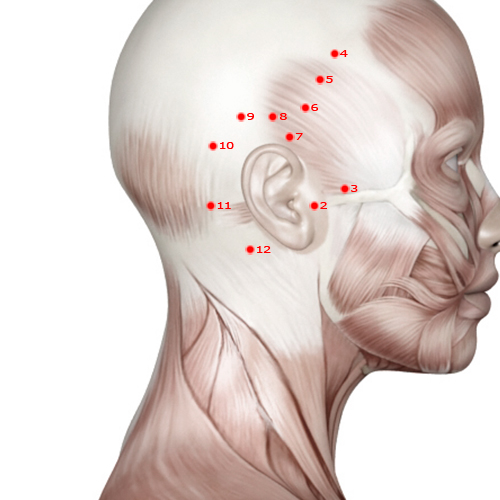 GB12 Acupuncture Point - Gallbladder Meridian Meridian - Mastoid Process - Muscular view
