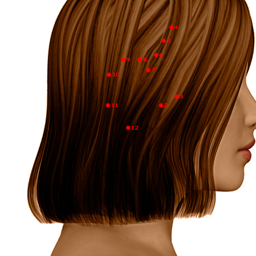 GB12 Acupuncture Point - Gallbladder Meridian Meridian - Mastoid Process - Dermal view