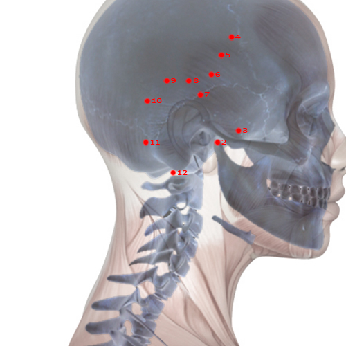 GB12 Acupuncture Point - Gallbladder Meridian Meridian - Mastoid Process - Skeletal view
