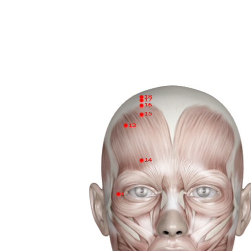 GB13 Acupuncture Point - Gallbladder Meridian Meridian - Spirit Root - Muscular view