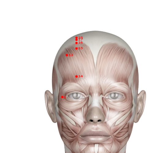 GB14 Acupuncture Point - Gallbladder Meridian Meridian - Yang Bright - Muscular view