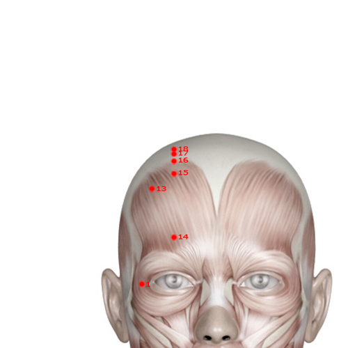 GB15 Acupuncture Point - Gallbladder Meridian Meridian - Head Governor Of Tears - Muscular view