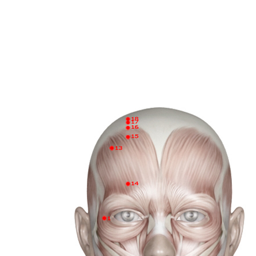GB16 Acupuncture Point - Gallbladder Meridian Meridian - Eye Windows - Muscular view