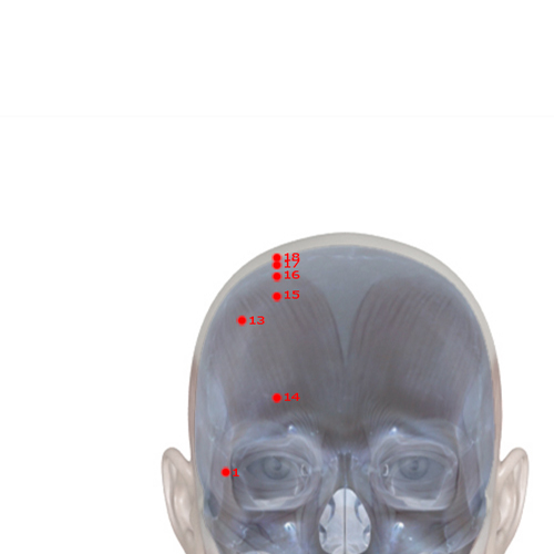 GB16 Acupuncture Point - Gallbladder Meridian Meridian - Eye Windows - Skeletal view