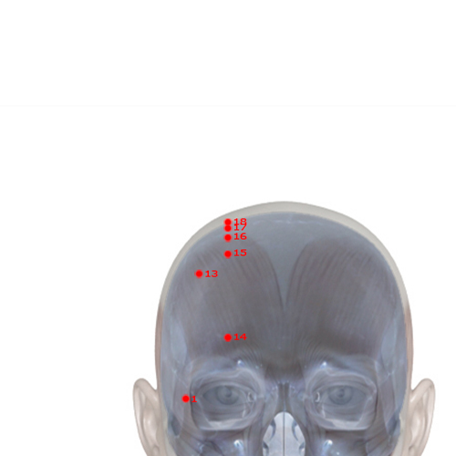 GB17 Acupuncture Point - Gallbladder Meridian Meridian - Upright Construction - Skeletal view