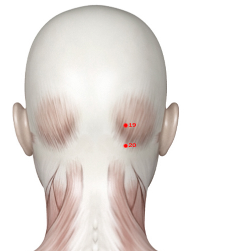 GB19 Acupuncture Point - Gallbladder Meridian Meridian - Brain Hollow - Muscular view