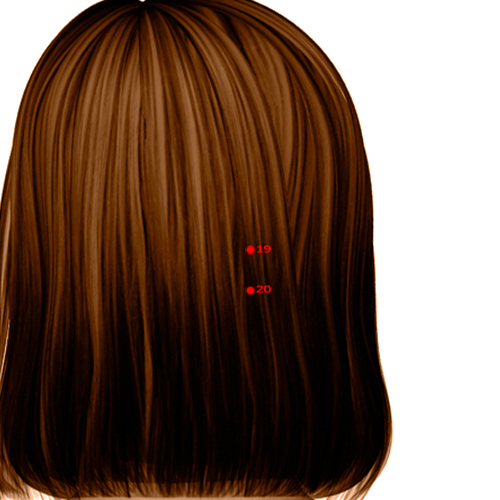 GB19 Acupuncture Point - Gallbladder Meridian Meridian - Brain Hollow - Dermal view