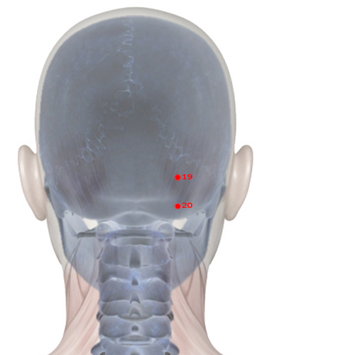 GB19 Acupuncture Point - Gallbladder Meridian Meridian - Brain Hollow - Skeletal view