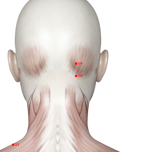 GB20 Acupuncture Point - Gallbladder Meridian Meridian - Wind Pool - Muscular view