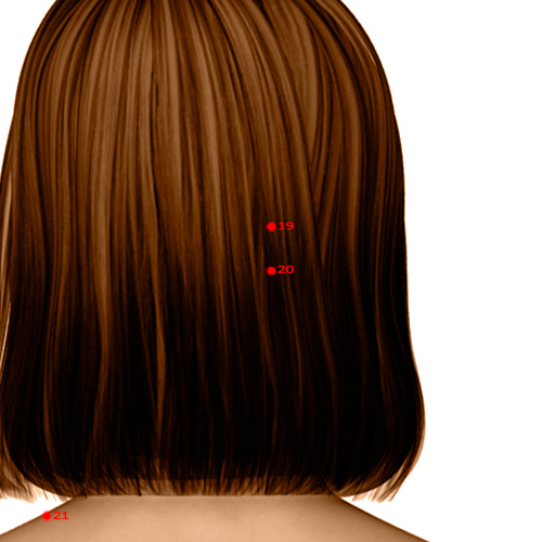 GB20 Acupuncture Point - Gallbladder Meridian Meridian - Wind Pool - Dermal view