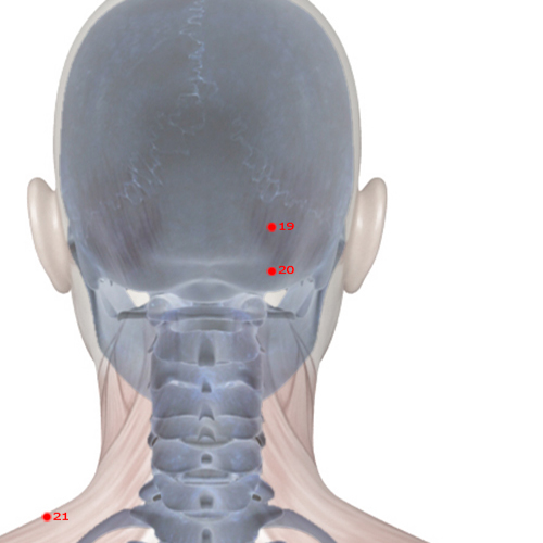 GB20 Acupuncture Point - Gallbladder Meridian Meridian - Wind Pool - Skeletal view