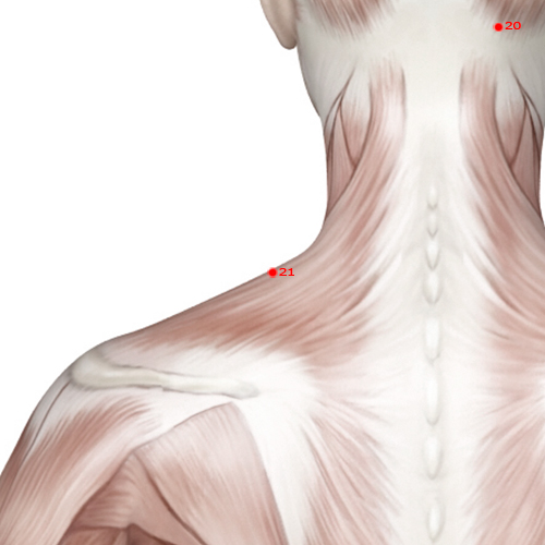 GB21 Acupuncture Point - Gallbladder Meridian Meridian - Shoulder Well - Muscular view