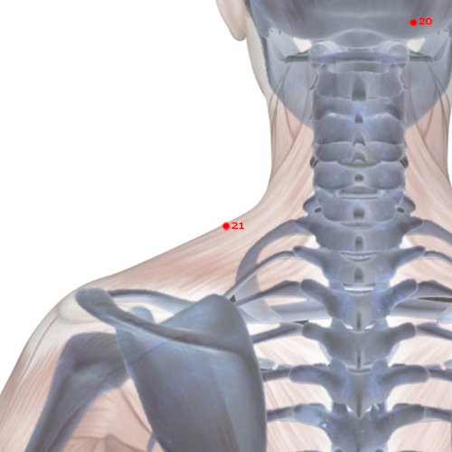 GB21 Acupuncture Point - Gallbladder Meridian Meridian - Shoulder Well - Skeletal view