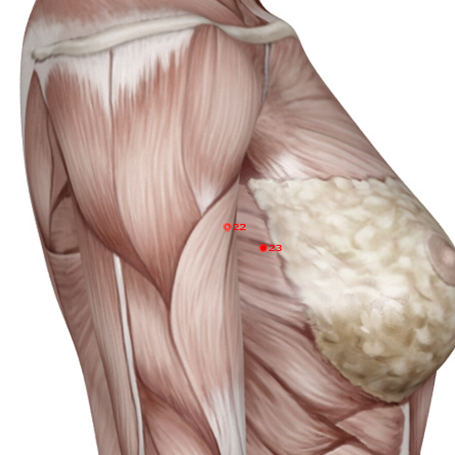 GB22 Acupuncture Point - Gallbladder Meridian Meridian - Armpit Source - Muscular view