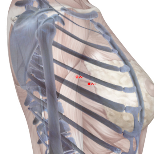 GB22 Acupuncture Point - Gallbladder Meridian Meridian - Armpit Source - Skeletal view