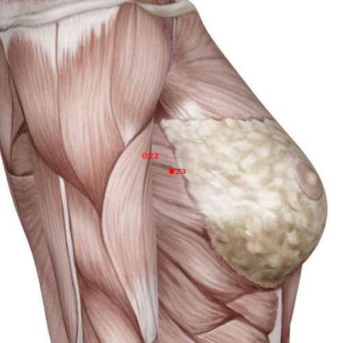 GB23 Acupuncture Point - Gallbladder Meridian Meridian - Sinew Seat - Muscular view