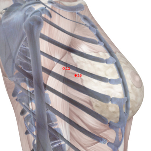 GB23 Acupuncture Point - Gallbladder Meridian Meridian - Sinew Seat - Skeletal view