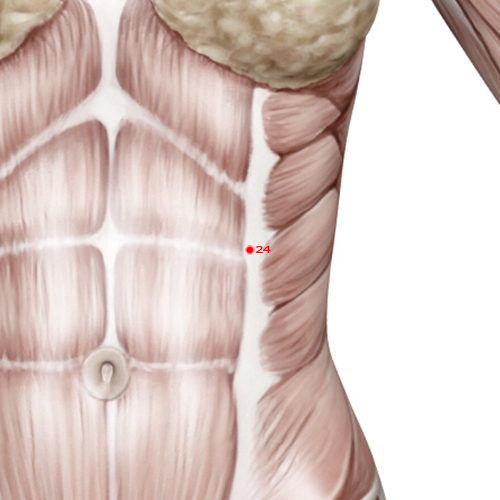 GB24 Acupuncture Point - Gallbladder Meridian Meridian - Sun And Moon - Muscular view