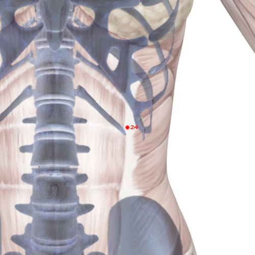 GB24 Acupuncture Point - Gallbladder Meridian Meridian - Sun And Moon - Skeletal view