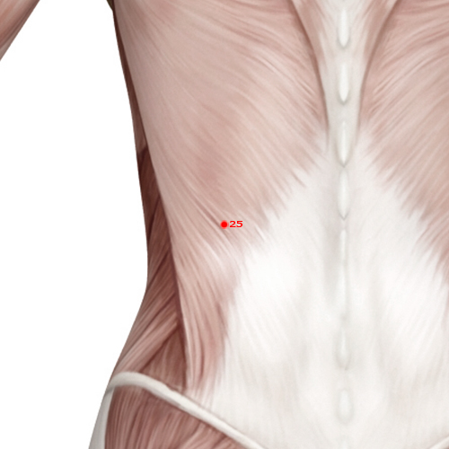 GB25 Acupuncture Point - Gallbladder Meridian Meridian - Capital Gate - Muscular view