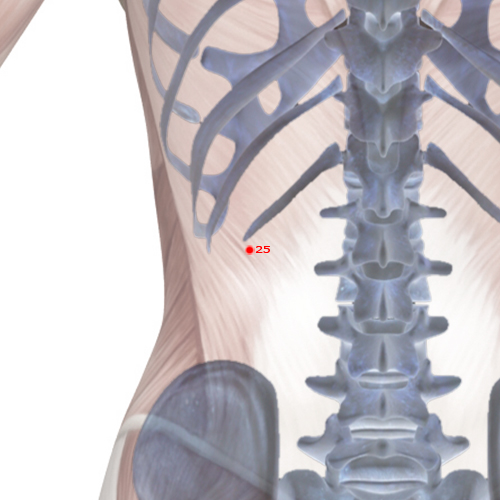GB25 Acupuncture Point - Gallbladder Meridian Meridian - Capital Gate - Skeletal view