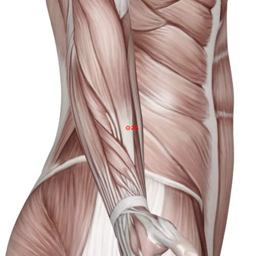 GB26 Acupuncture Point - Gallbladder Meridian Meridian - Girdle Vessel - Muscular view