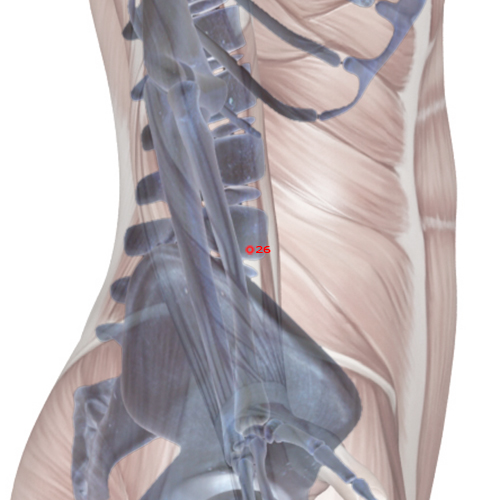GB26 Acupuncture Point - Gallbladder Meridian Meridian - Girdle Vessel - Skeletal view