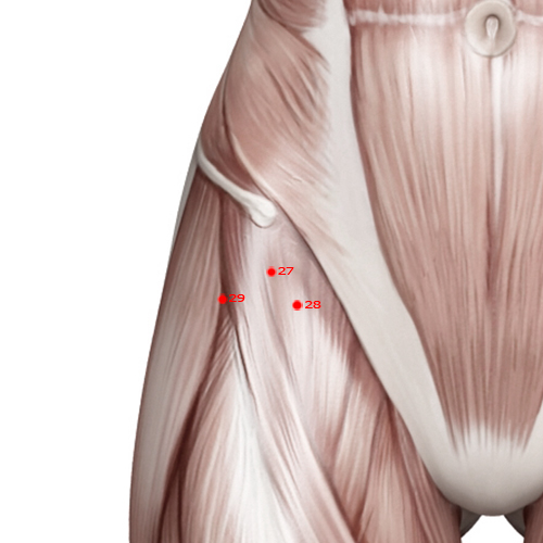 GB27 Acupuncture Point - Gallbladder Meridian Meridian - Fifth Pivot - Muscular view