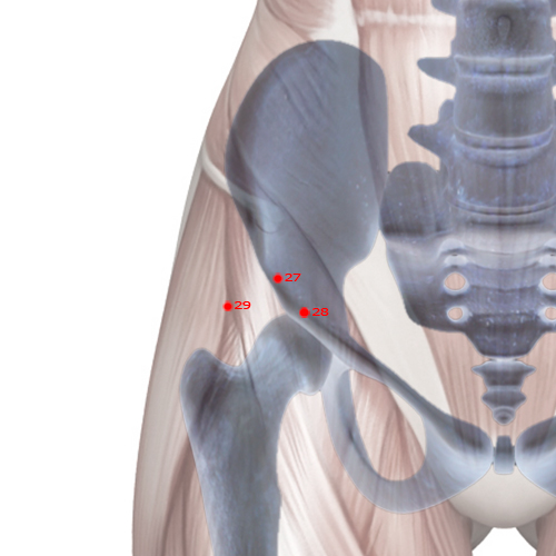 GB27 Acupuncture Point - Gallbladder Meridian Meridian - Fifth Pivot - Skeletal view