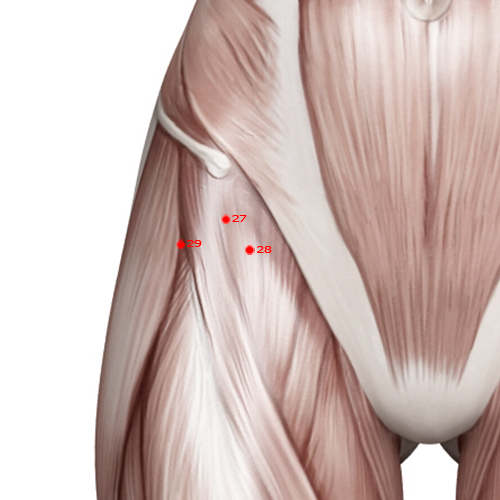 GB28 Acupuncture Point - Gallbladder Meridian Meridian - Linking Path - Muscular view
