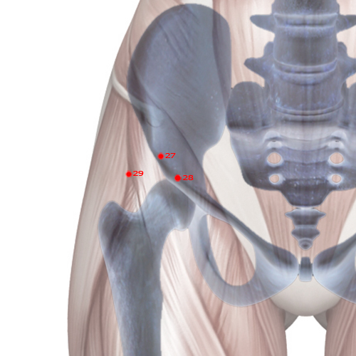 GB28 Acupuncture Point - Gallbladder Meridian Meridian - Linking Path - Skeletal view