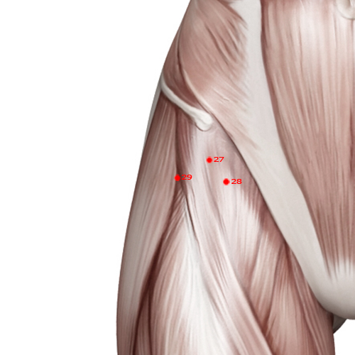 GB29 Acupuncture Point - Gallbladder Meridian Meridian - Squatting Bone Hole - Muscular view