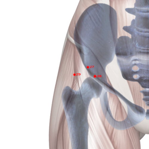 GB29 Acupuncture Point - Gallbladder Meridian Meridian - Squatting Bone Hole - Skeletal view