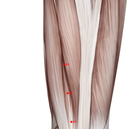GB31 Acupuncture Point - Gallbladder Meridian Meridian - Wind Market - Muscular view