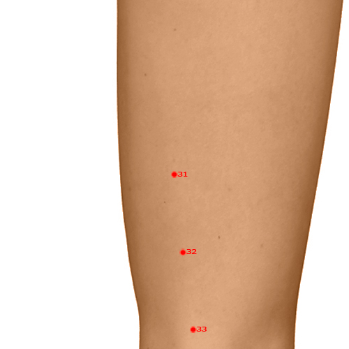 GB31 Acupuncture Point - Gallbladder Meridian Meridian - Wind Market - Dermal view