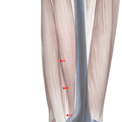 GB31 Acupuncture Point - Gallbladder Meridian Meridian - Wind Market - Skeletal view