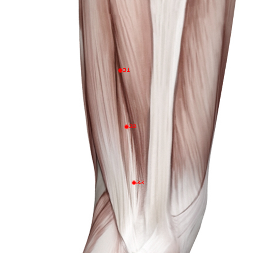 GB32 Acupuncture Point - Gallbladder Meridian Meridian - Ditch Centre - Muscular view