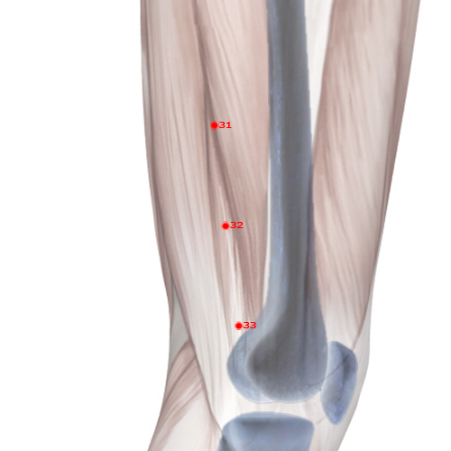 GB32 Acupuncture Point - Gallbladder Meridian Meridian - Ditch Centre - Skeletal view