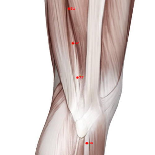 GB33 Acupuncture Point - Gallbladder Meridian Meridian - Yang Knee Gate - Muscular view