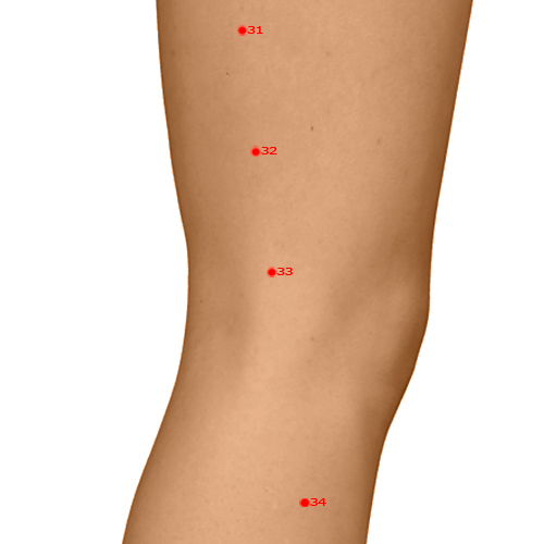 GB33 Acupuncture Point - Gallbladder Meridian Meridian - Yang Knee Gate - Dermal view