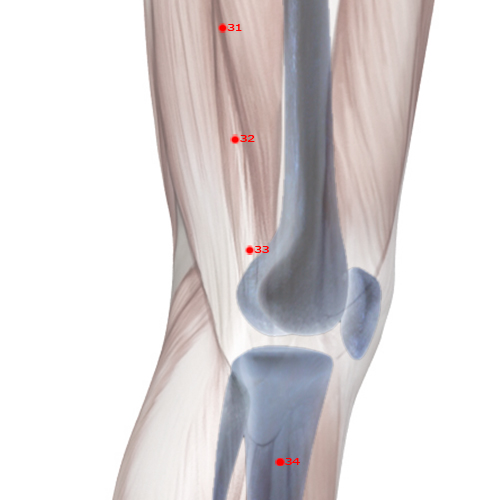 GB33 Acupuncture Point - Gallbladder Meridian Meridian - Yang Knee Gate - Skeletal view