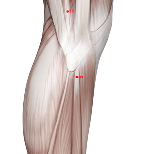 GB34 Acupuncture Point - Gallbladder Meridian Meridian - Yang Mound Spring - Muscular view
