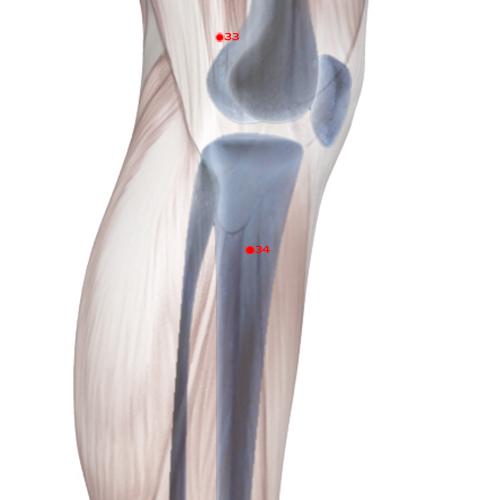 GB34 Acupuncture Point - Gallbladder Meridian Meridian - Yang Mound Spring - Skeletal view