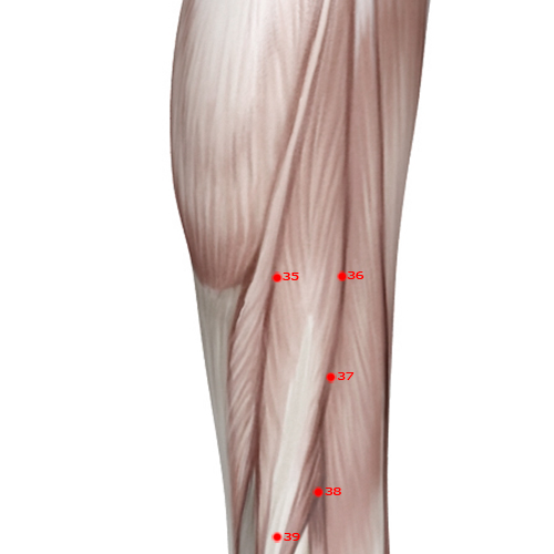 GB35 Acupuncture Point - Gallbladder Meridian Meridian - Yang Intersection - Muscular view