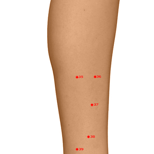 GB35 Acupuncture Point - Gallbladder Meridian Meridian - Yang Intersection - Dermal view