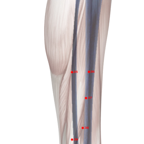 GB35 Acupuncture Point - Gallbladder Meridian Meridian - Yang Intersection - Skeletal view