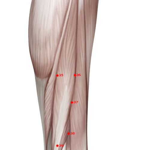 GB36 Acupuncture Point - Gallbladder Meridian Meridian - Outer Hill - Muscular view