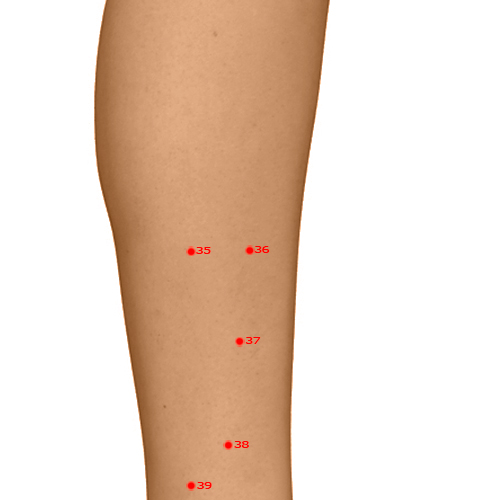 GB36 Acupuncture Point - Gallbladder Meridian Meridian - Outer Hill - Dermal view