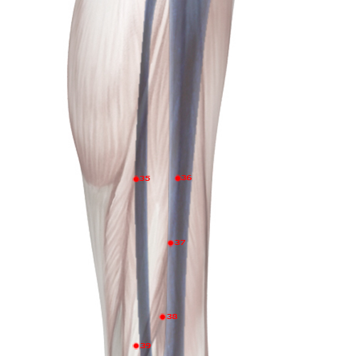 GB36 Acupuncture Point - Gallbladder Meridian Meridian - Outer Hill - Skeletal view