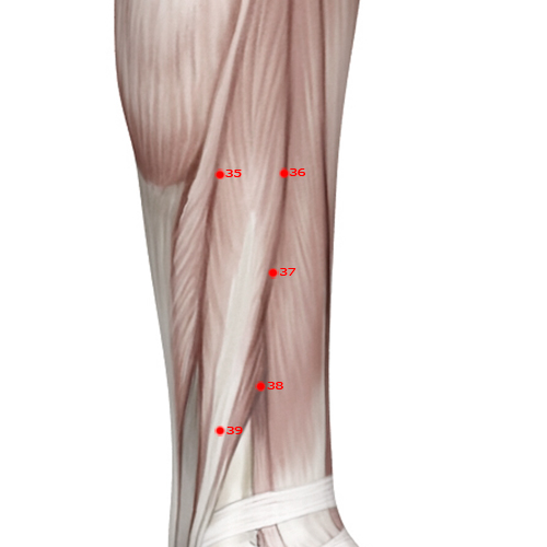 GB37 Acupuncture Point - Gallbladder Meridian Meridian - Bright Light - Muscular view
